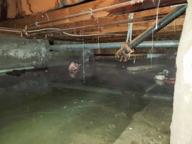 Best Carpet water damage restoration  in Highspire, PA